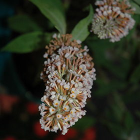Plant Photo 6
